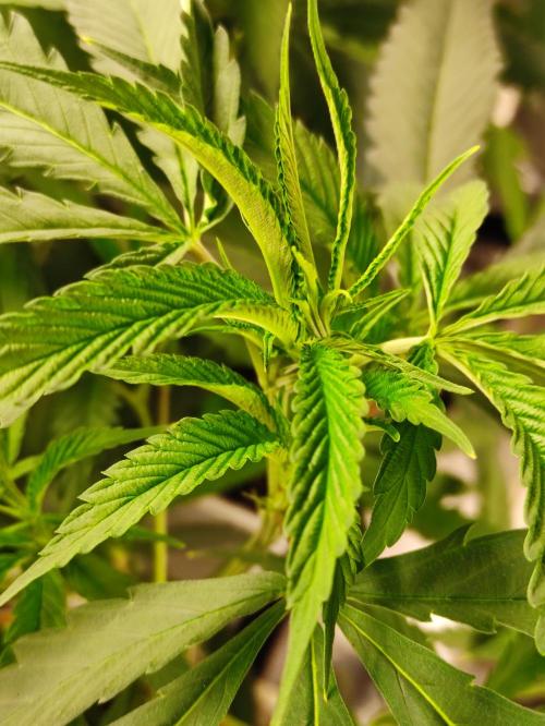 Red tropicana cookies. Week 5