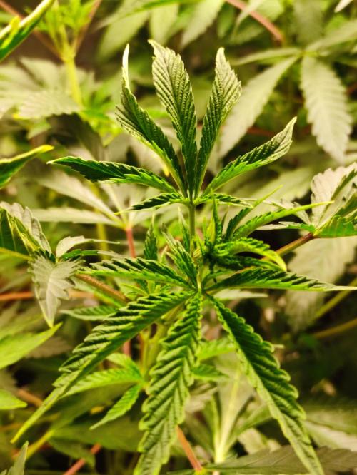 Red tropicana cookies. Week 5