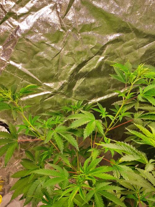 Red tropicana cookies. Week 5