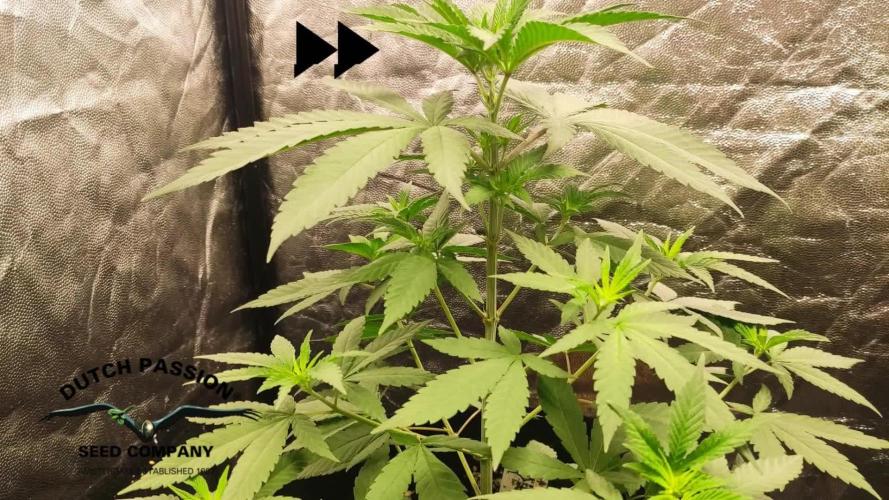 Orange bud 2.0