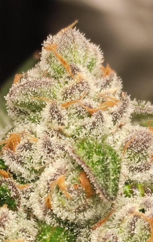 Orange bud 2.0. Week 13