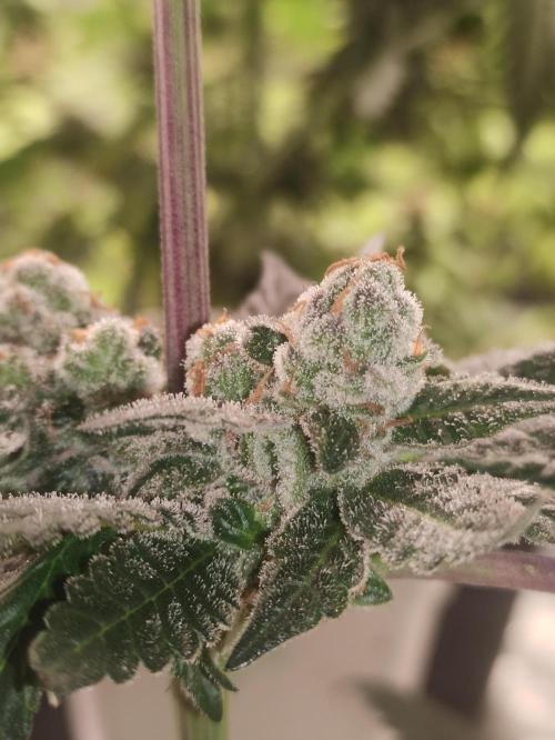 Orange bud 2.0. Week 13