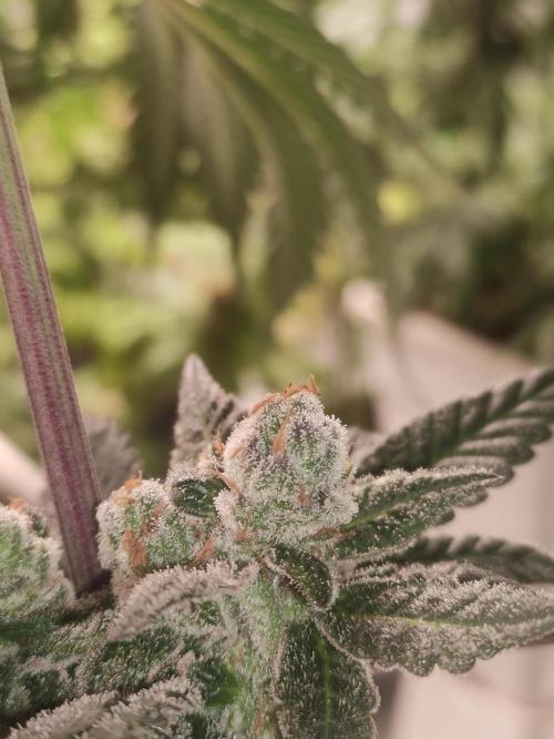 Orange bud 2.0. Week 13