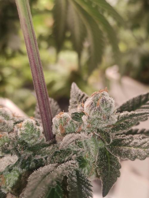 Orange bud 2.0. Week 13