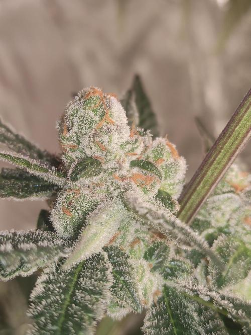 Orange bud 2.0. Week 13