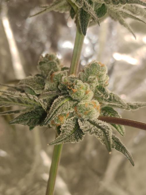 Orange bud 2.0. Week 13