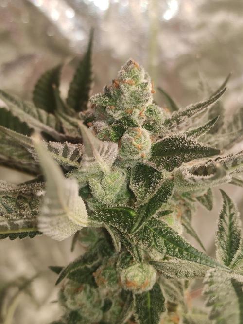 Orange bud 2.0. Week 13