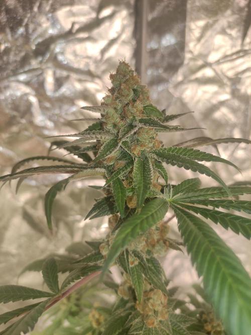 Orange bud 2.0. Week 13