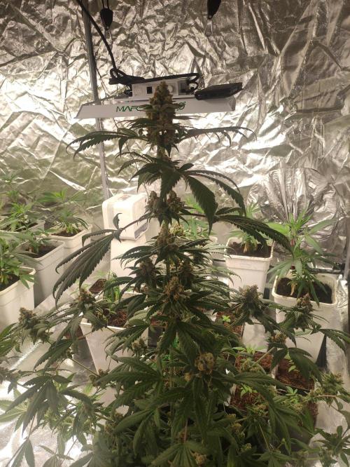 Orange bud 2.0. Week 13