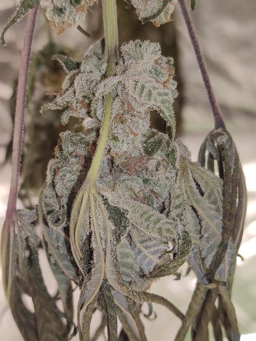 Orange bud 2.0. Week 13