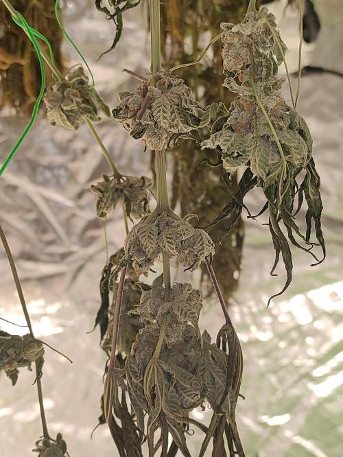 Orange bud 2.0. Week 13