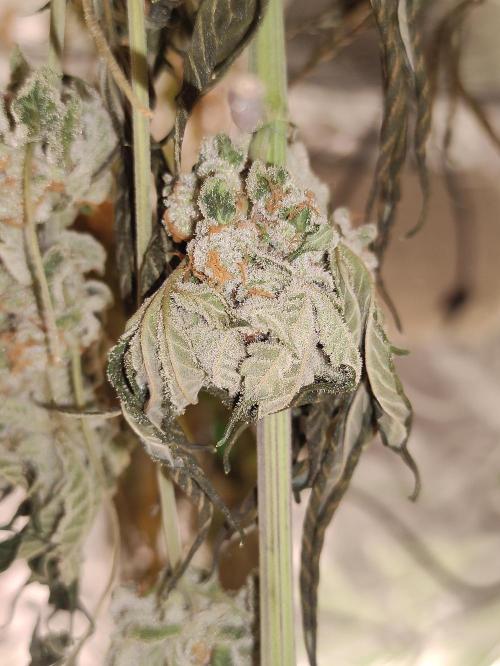 Orange bud 2.0. Week 13