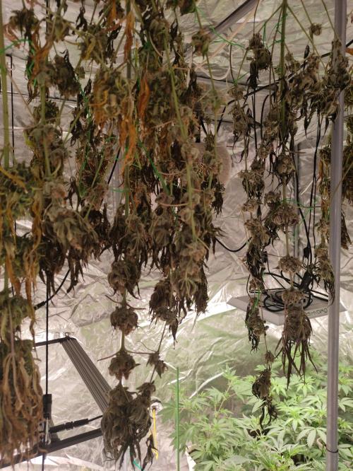 Orange bud 2.0. Week 13