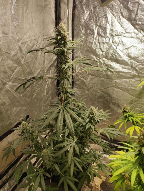 Banana Fumeeeez. Week 13