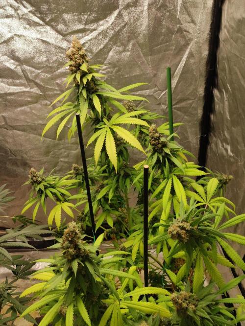 Banana Fumeeeez. Week 13