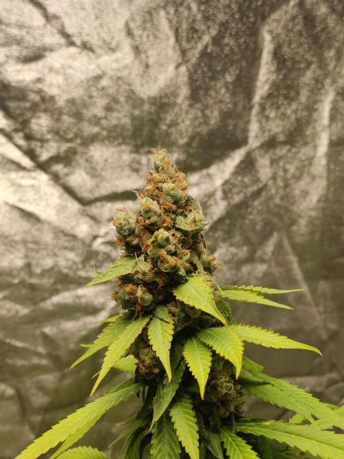 Banana Fumeeeez. Week 13