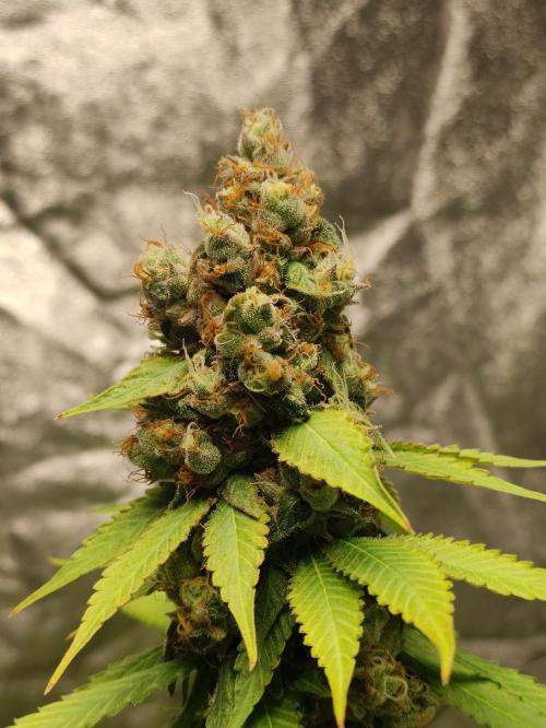 Banana Fumeeeez. Week 13