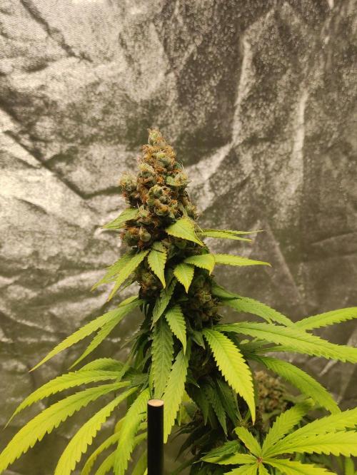 Banana Fumeeeez. Week 13