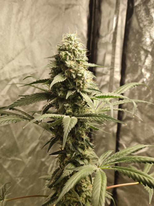 Banana Fumeeeez. Week 13