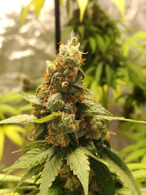 Banana Fumeeeez. Week 13