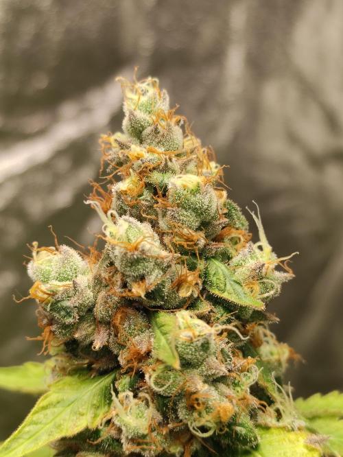 Banana Fumeeeez. Week 13