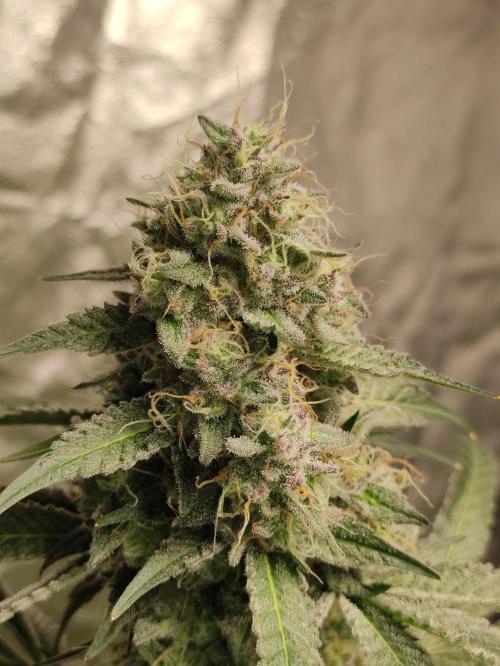 Banana Fumeeeez. Week 13