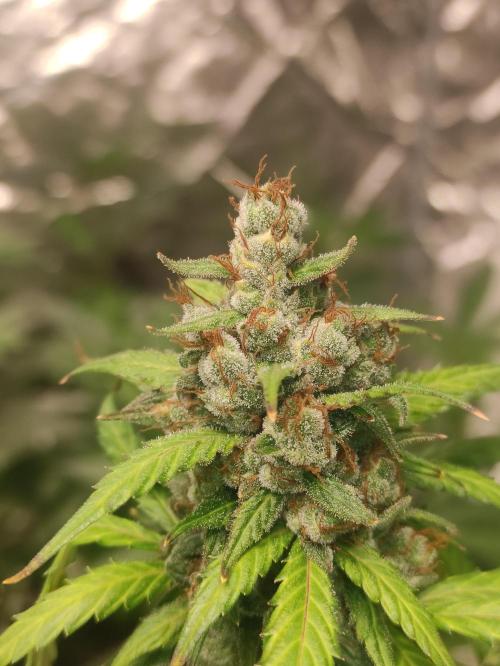 Neville's Rose. Week 10