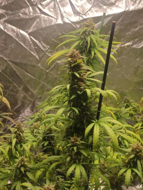 Neville's Rose. Week 10