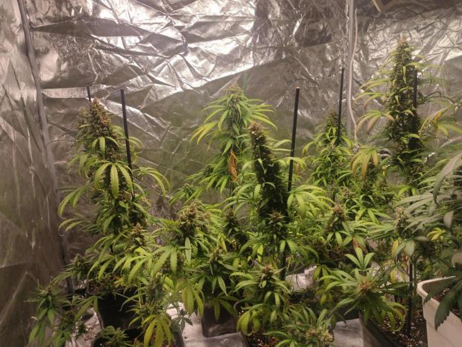 Neville's Rose. Week 10