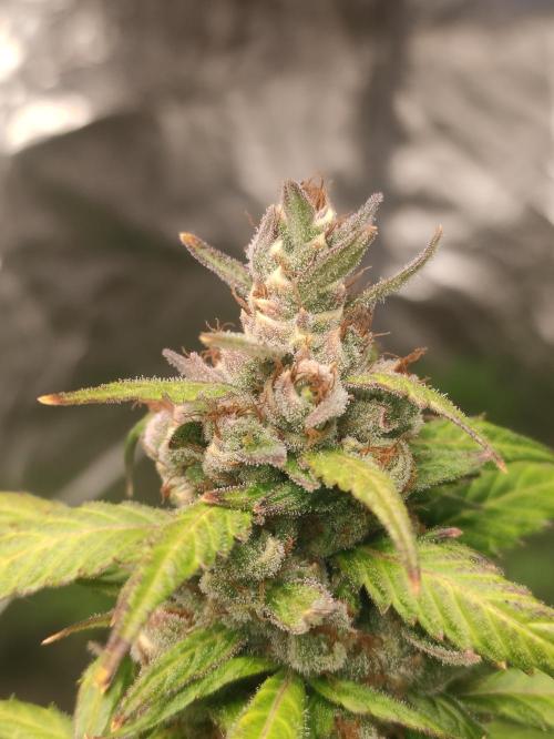 Neville's Rose. Week 10