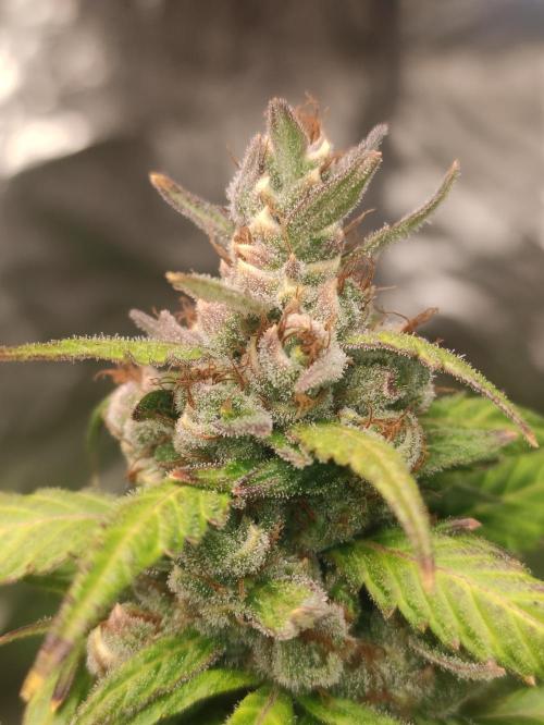 Neville's Rose. Week 10