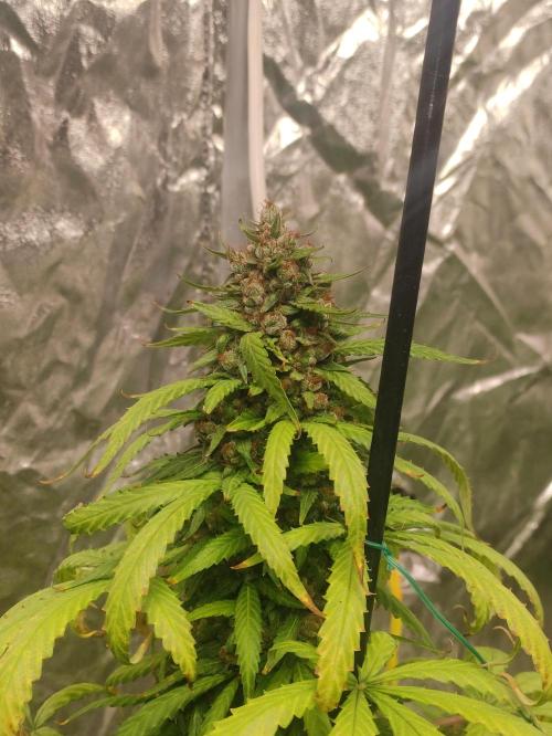 Neville's Rose. Week 10