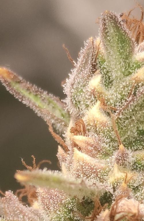 Neville's Rose. Week 11