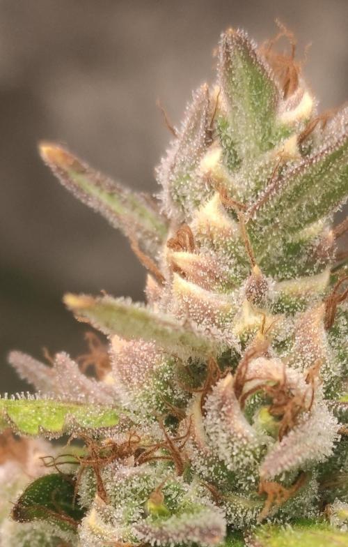 Neville's Rose. Week 11