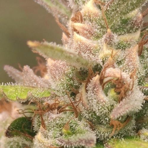 Neville's Rose. Week 11