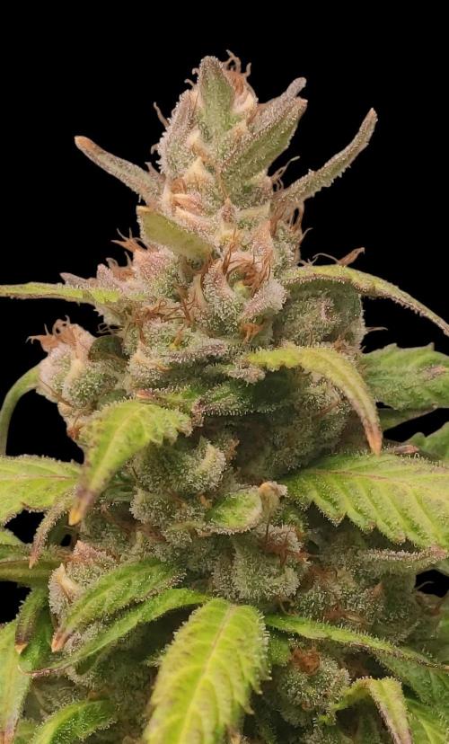 Neville's Rose. Week 11