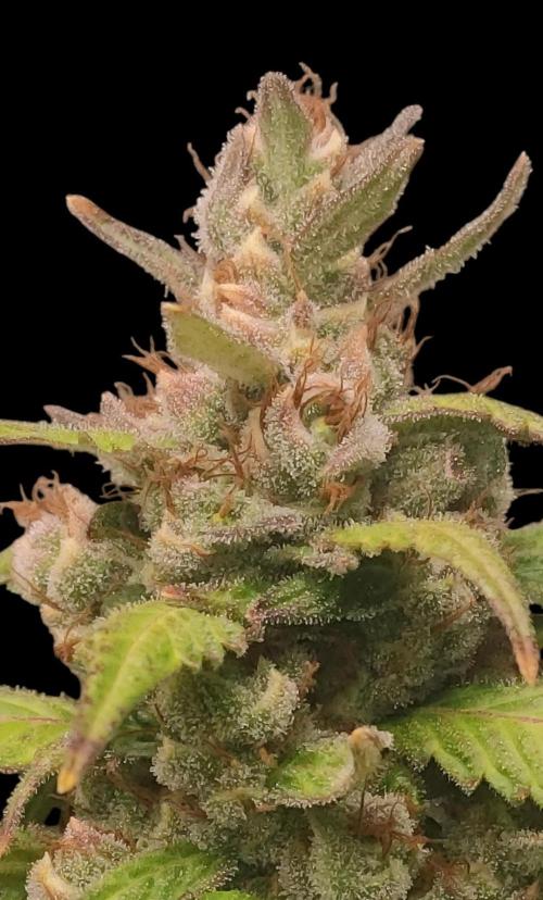 Neville's Rose. Week 11