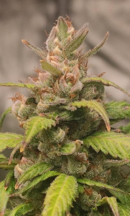 Neville's Rose. Week 11