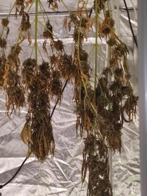 Neville's Rose. Week 11