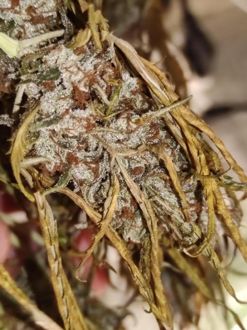 Neville's Rose. Week 11