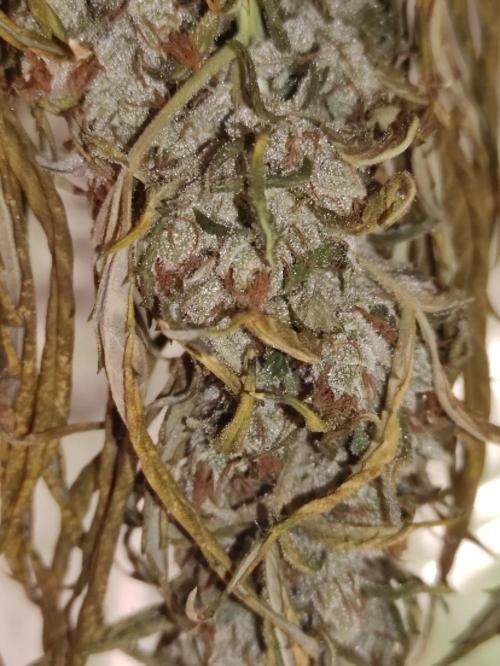 Neville's Rose. Week 11