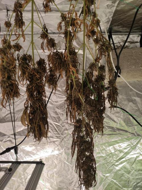 Neville's Rose. Week 11