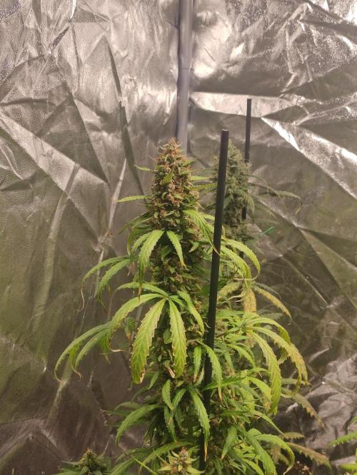 Neville's Rose. Week 11