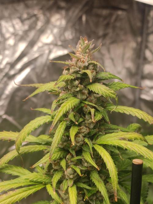 Neville's Rose. Week 11