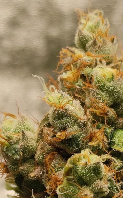 Banana Fumeeeez. Week 14