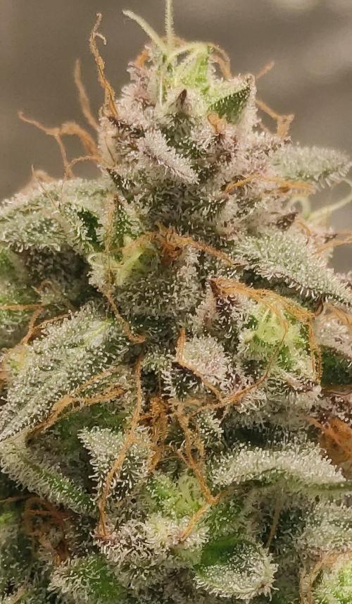 Banana Fumeeeez. Week 14