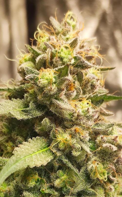 Banana Fumeeeez. Week 14