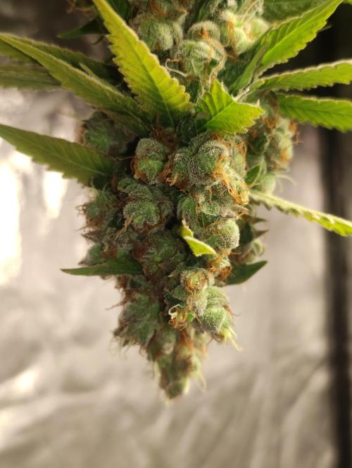 Banana Fumeeeez. Week 14