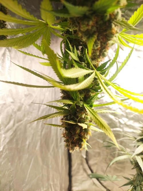 Banana Fumeeeez. Week 14