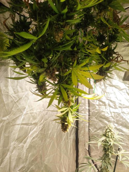 Banana Fumeeeez. Week 14